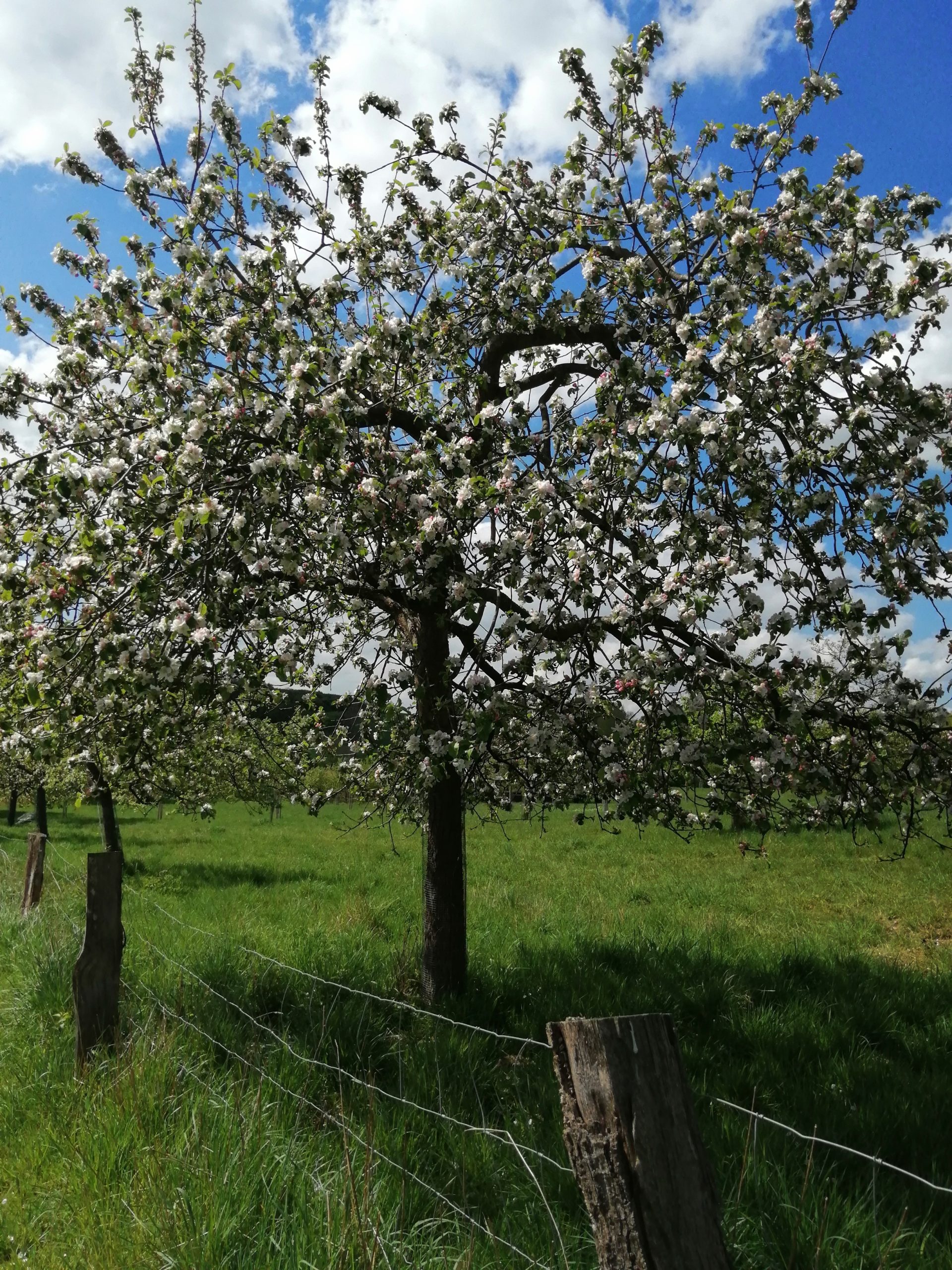 Blühender Obstbaum bei Brochterbeck