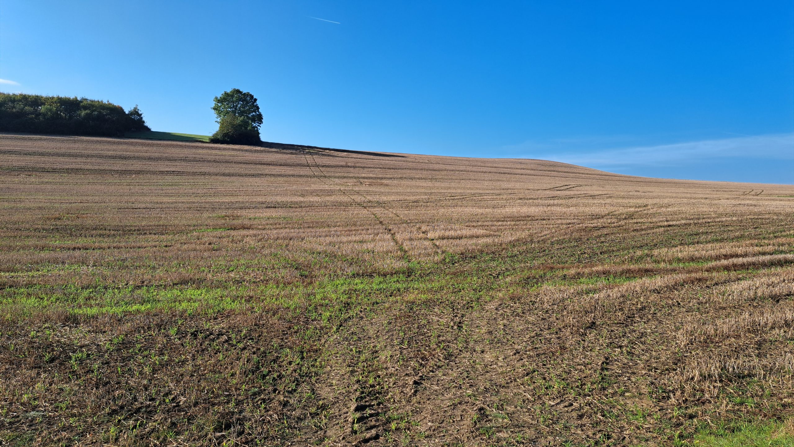 Feld mit einzelnem Baum bei Brochterbeck im Teutoburger Wald