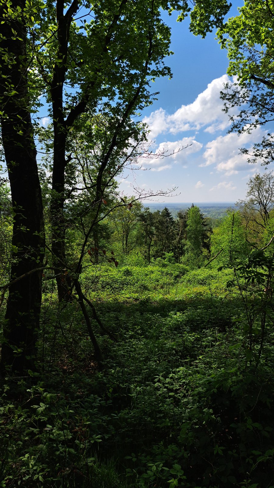 Aussichtspunkt mit hohem Baum und Fernblick im Teutoburger Wald