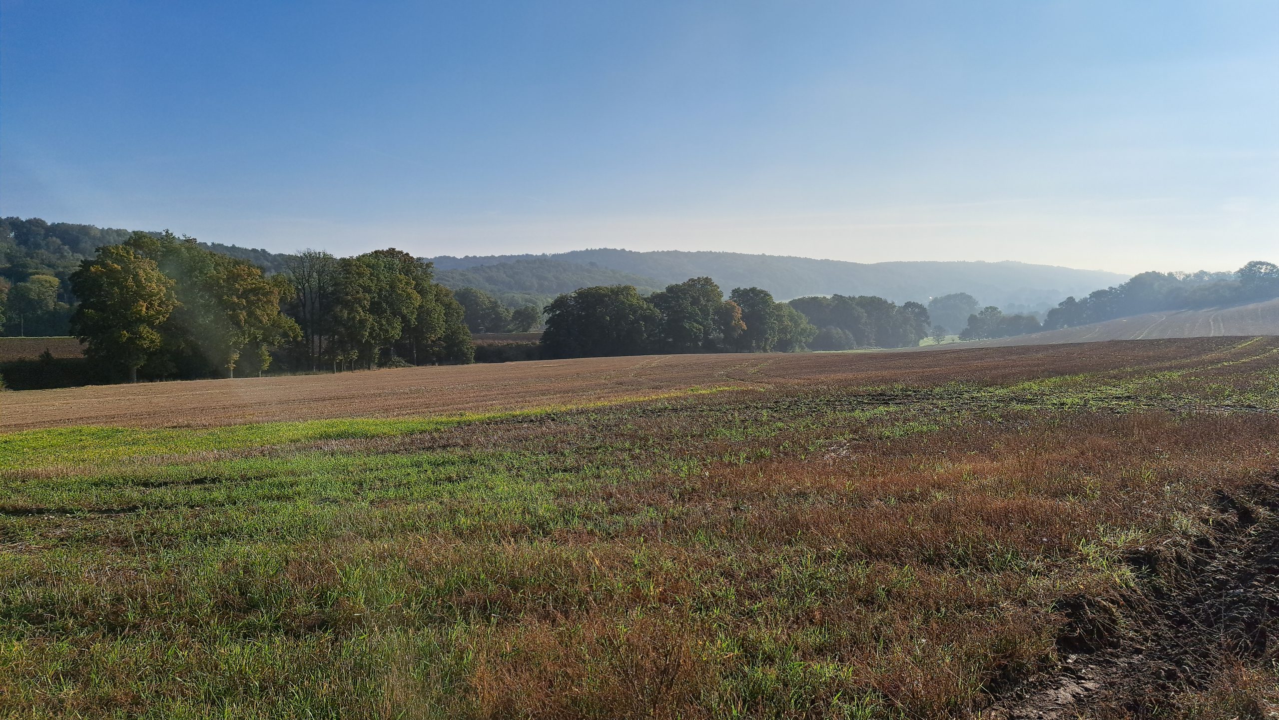 Feld am Waldrand bei Brochterbeck