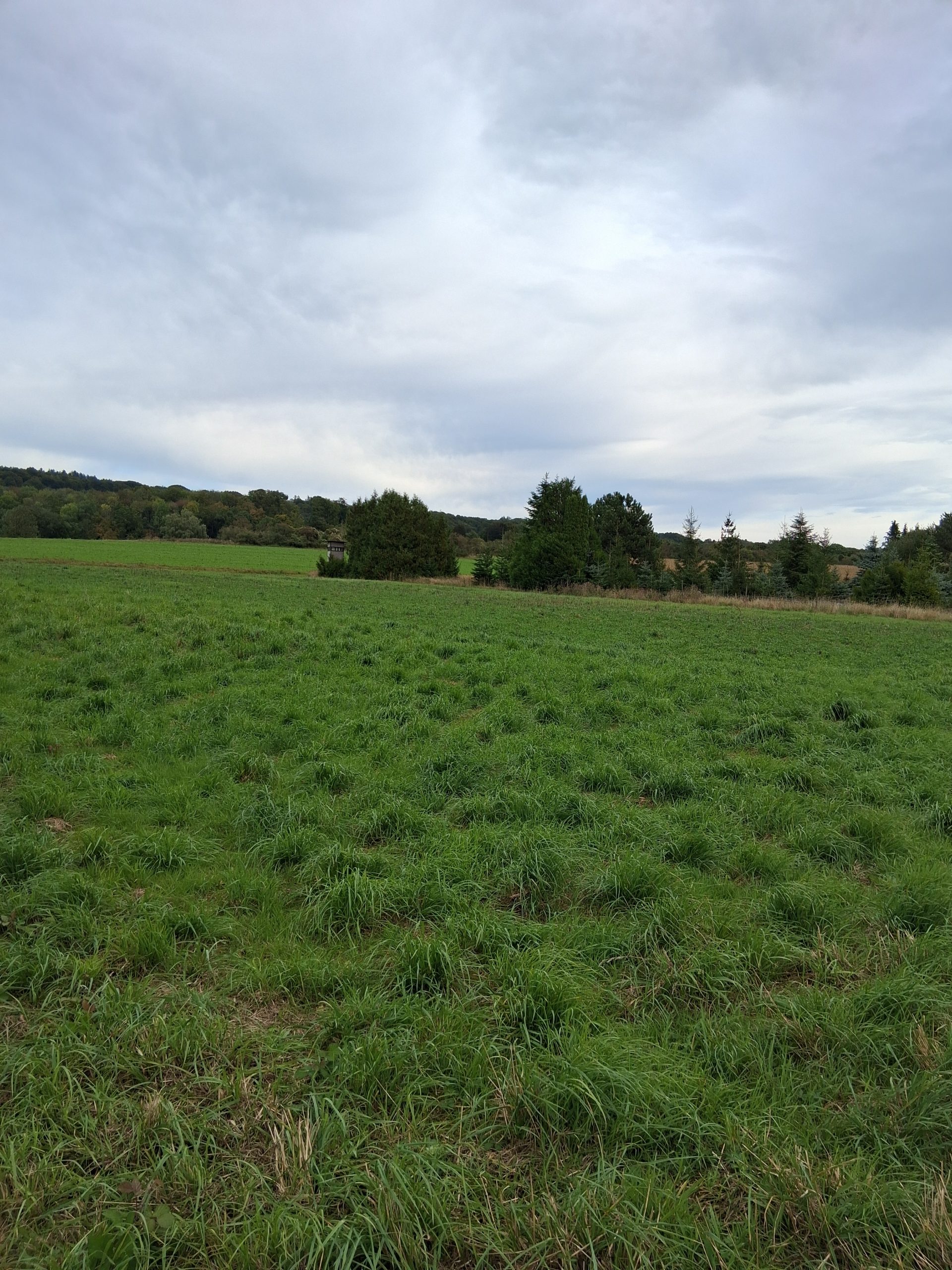 Wiese am Waldrand bei Brochterbeck