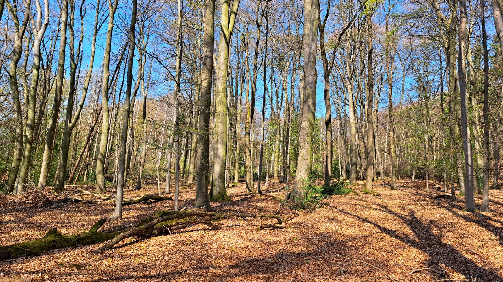 Sonniger Buchenwald mit Waldweg im Teutoburger Wald