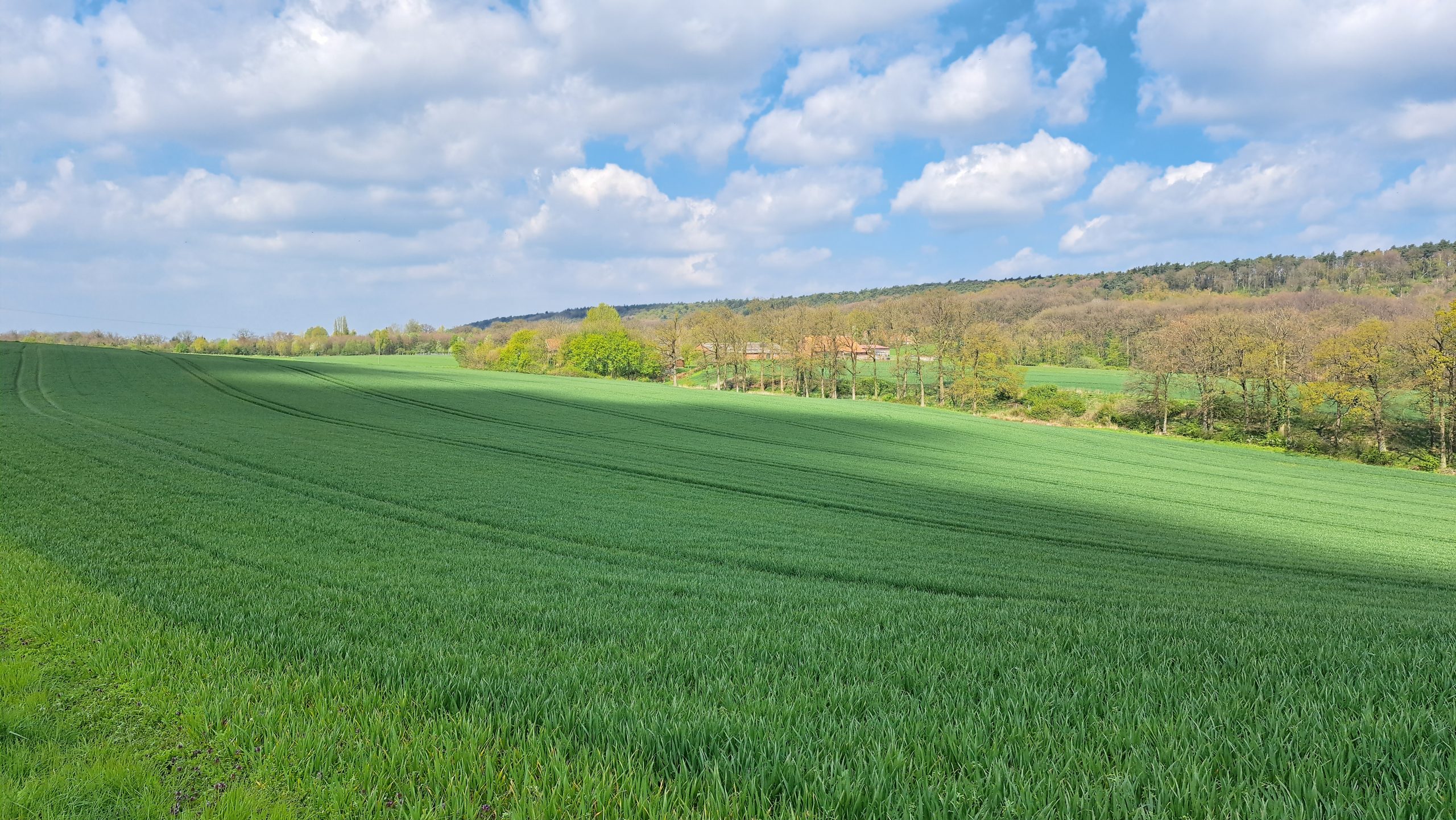 Grünes Feld und bewaldete Hügel bei Brochterbeck