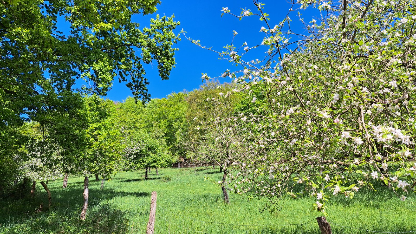 Blühende Obstbäume im Frühling unter blauem Himmel im Tecklenburger Land