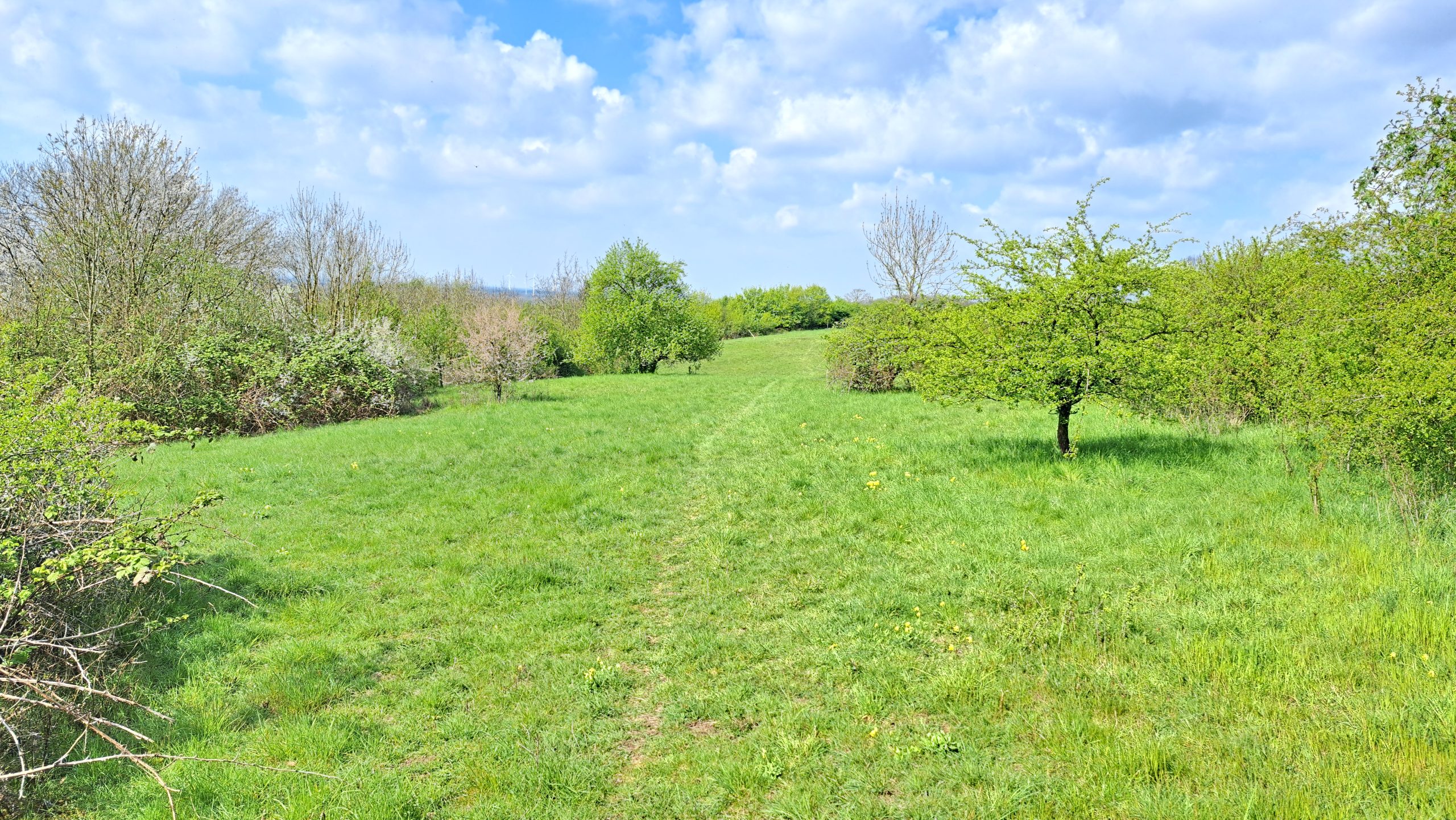 Wiese mit Weg und Bäumen bei Brochterbeck