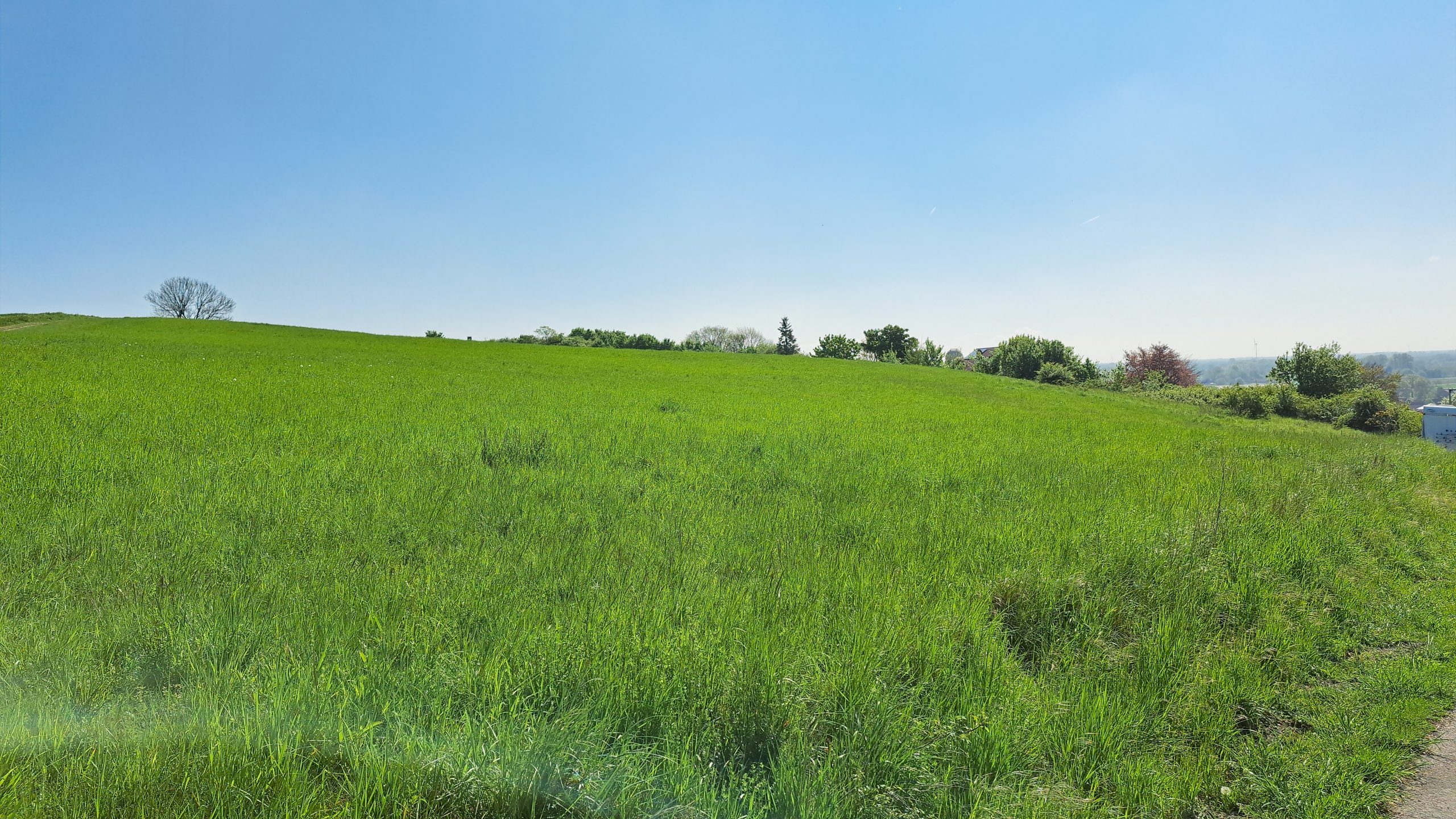 Getreidefeld am Hang bei Brochterbeck