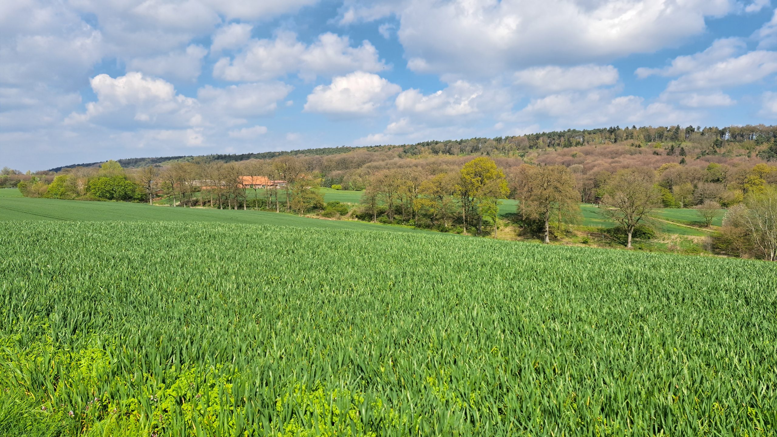 Wiese mit Blick auf die Hügel bei Brochterbeck