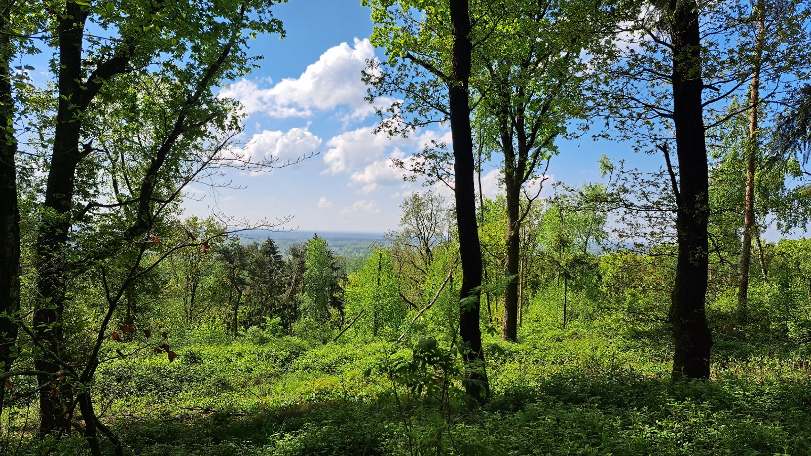 Grünes Waldpanorama im Teutoburger Wald bei Brochterbeck