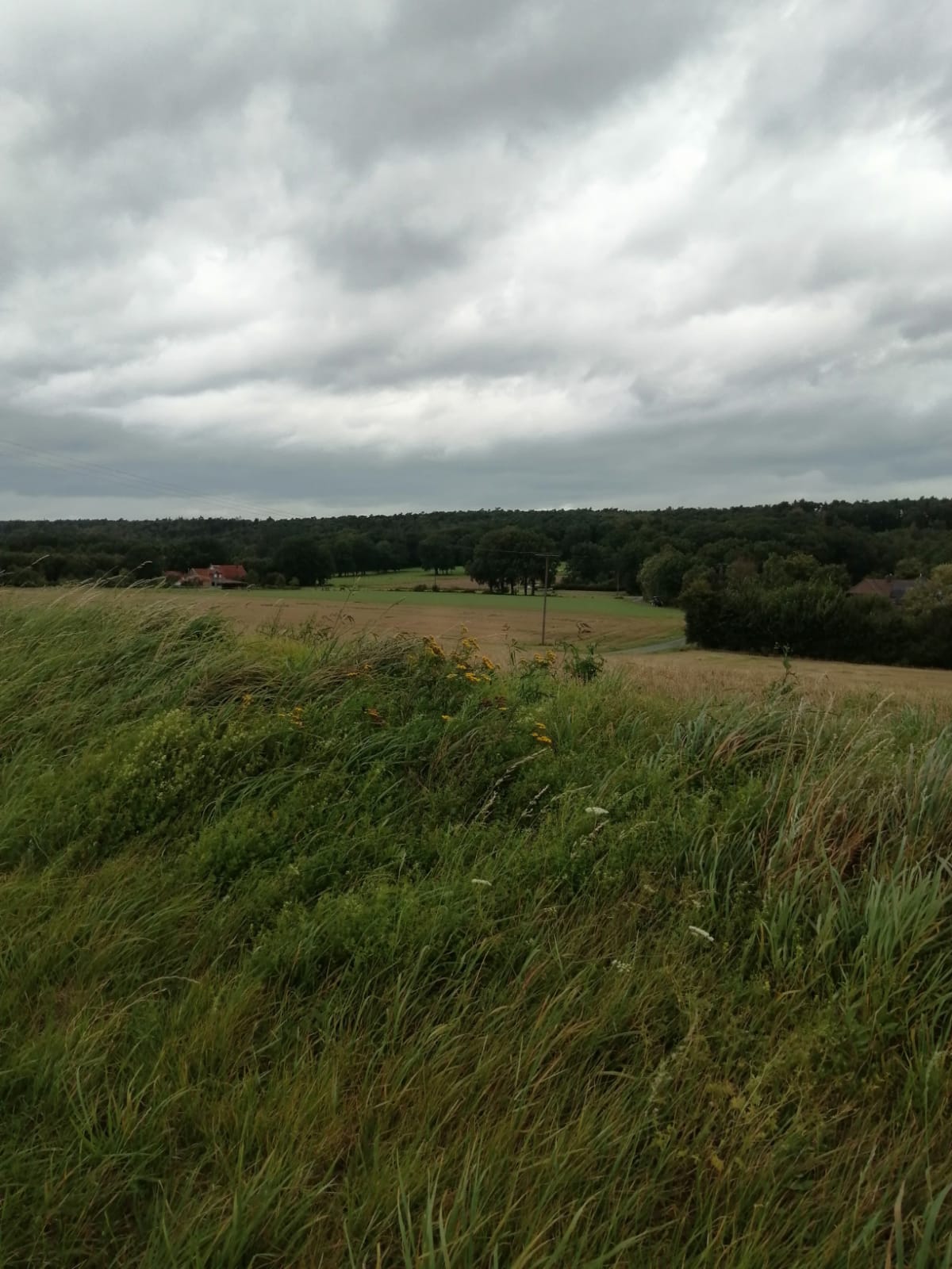 Landschaft mit Schilf und Wolkenhimmel bei Brochterbeck