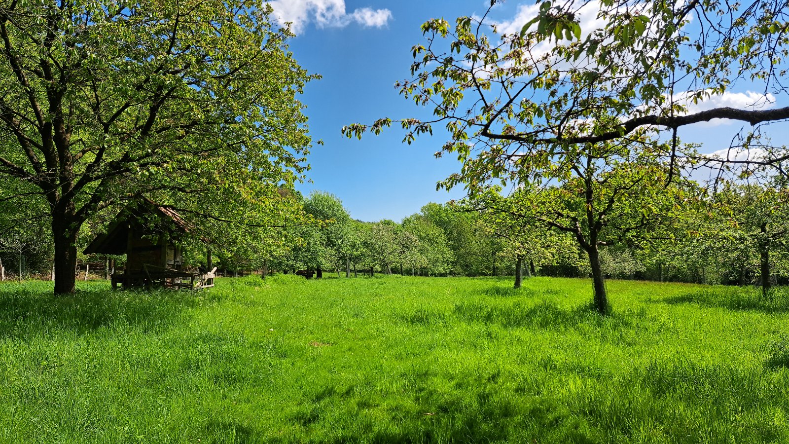 Streuobstwiese mit Obstbäumen und Bank im Frühling bei Brochterbeck
