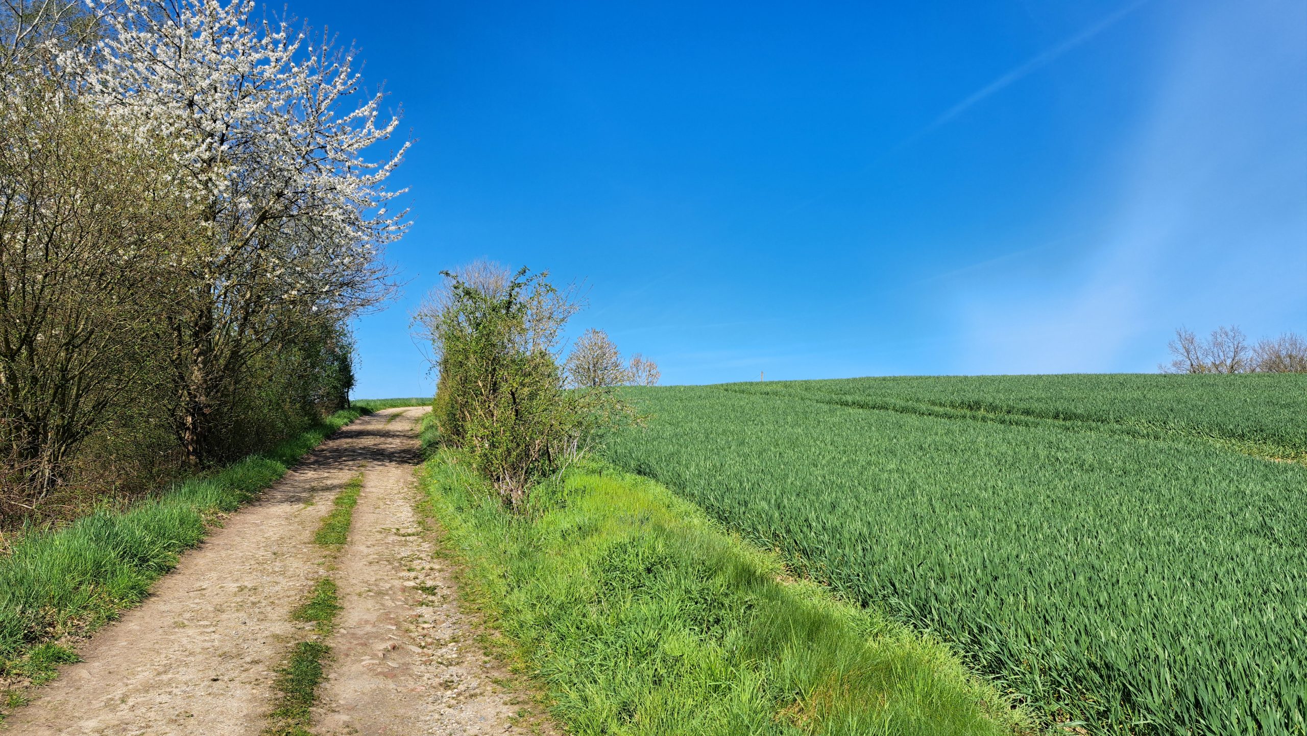 Feldweg bei Brochterbeck