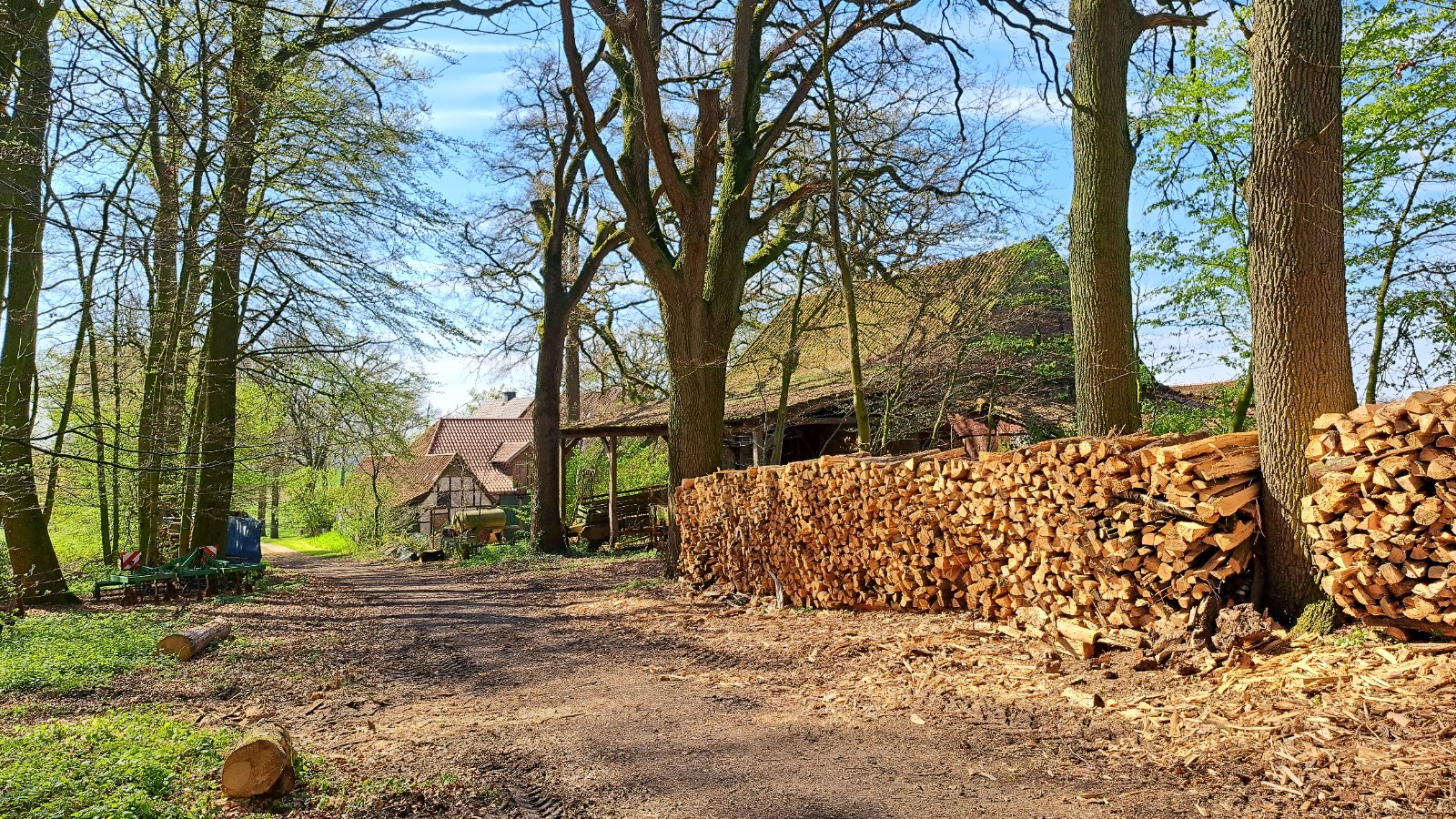 Waldweg mit gestapeltem Brennholz und Hütte im Teutoburger Wald