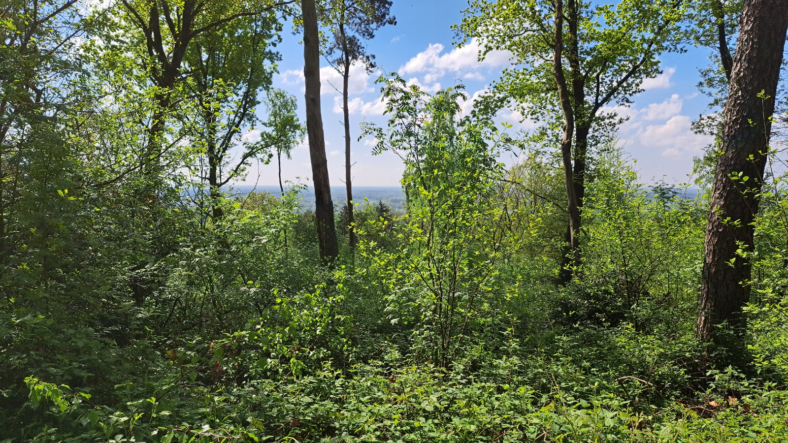 Dichter grüner Wald mit Fernblick im Teutoburger Wald