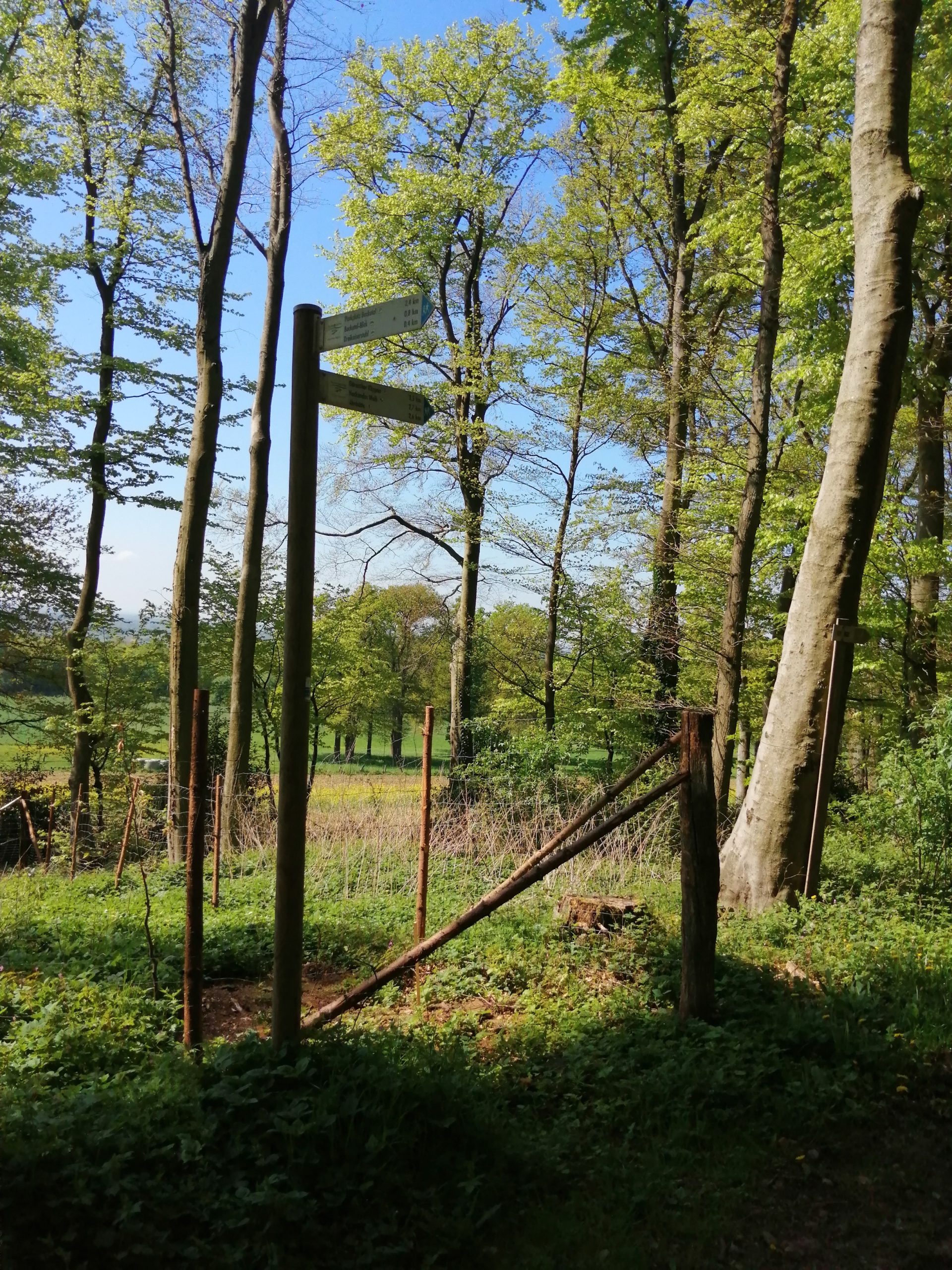 Waldweg mit Wegweiser bei Brochterbeck im Teutoburger Wald