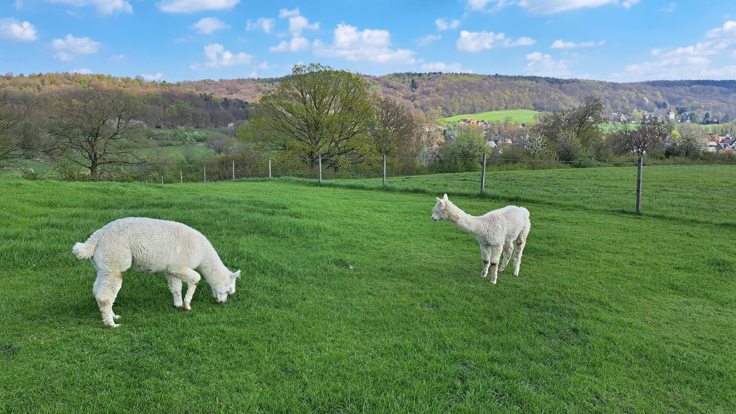 Alpakas auf einer Weide bei Brochterbeck