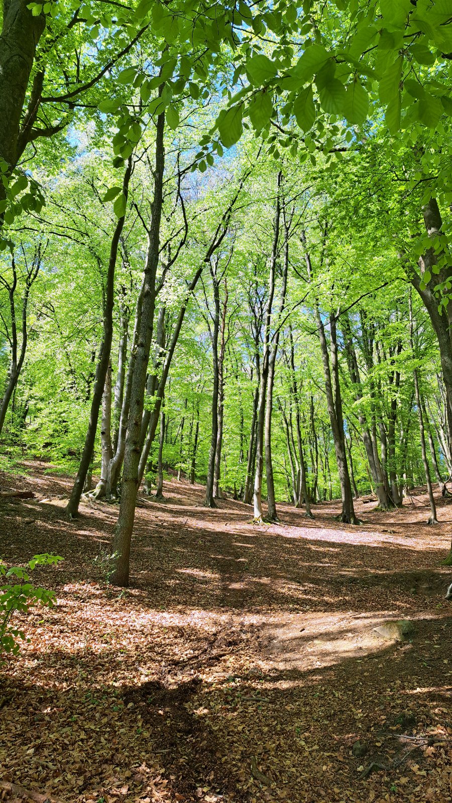 Sonniger Wanderweg durch den Buchenwald im Teutoburger Wald