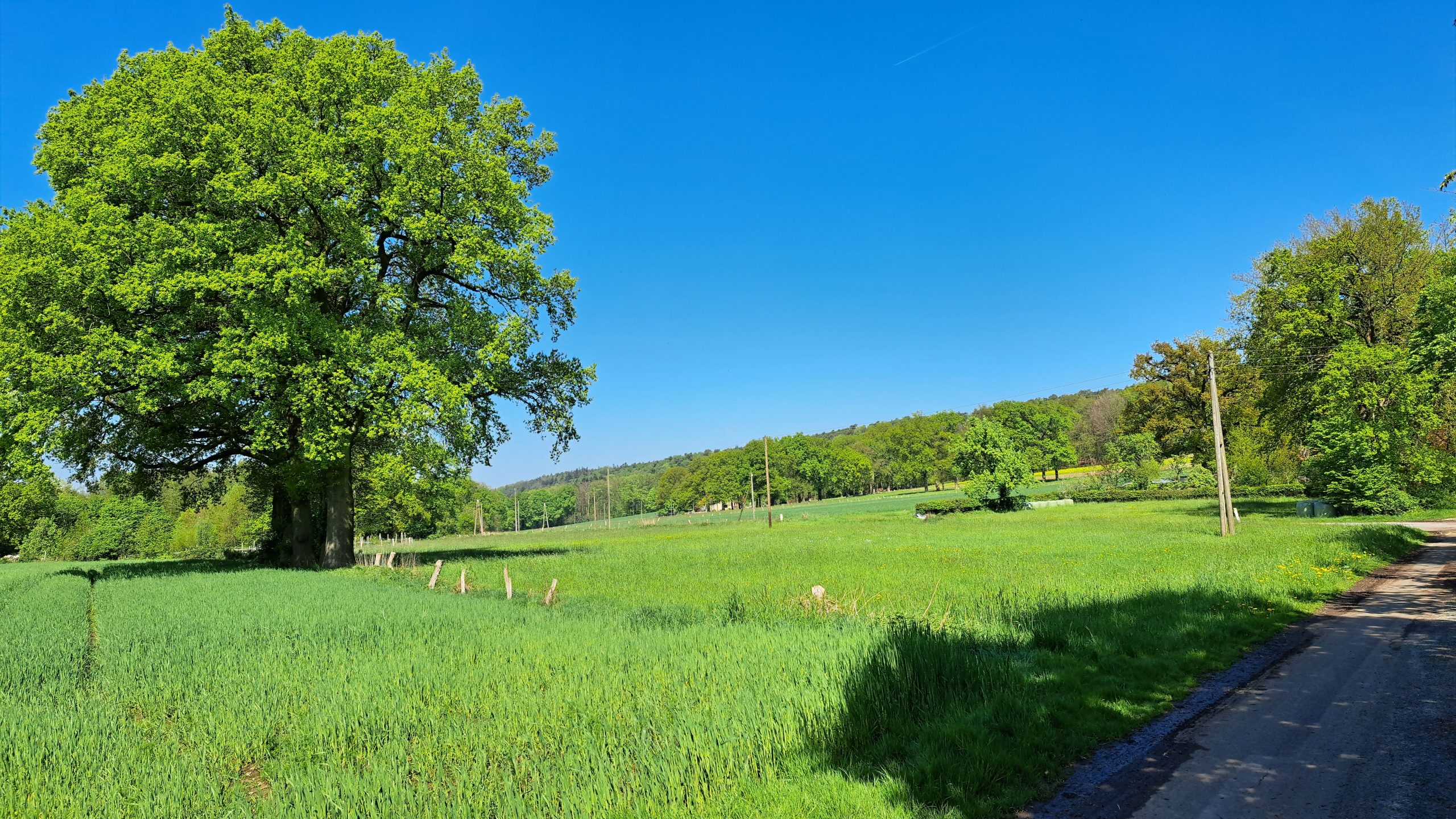 Eiche und Wiese bei Brochterbeck