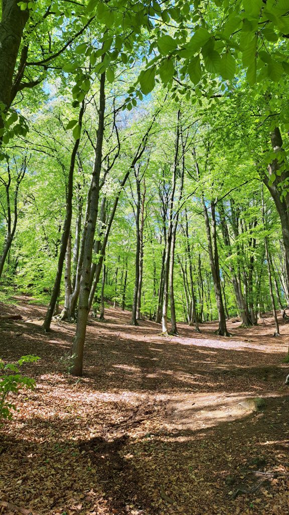 Gallery Brochterbeck