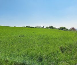 Dast in Brochterbeck