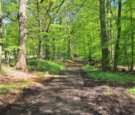 Teutoburger Wald in Brochterbeck