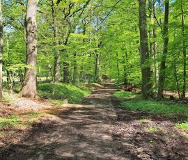 Teutoburger Wald in Brochterbeck