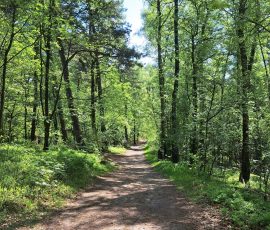 Teutoburger Wald in Brochterbeck
