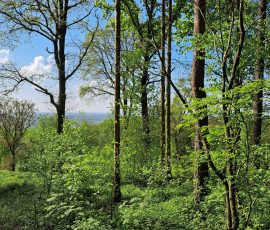 Teutoburger Wald in Brochterbeck