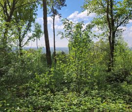 Teutoburger Wald in Brochterbeck
