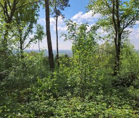 Teutoburger Wald in Brochterbeck