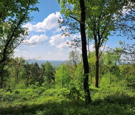 Teutoburger Wald in Brochterbeck
