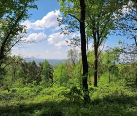 Teutoburger Wald in Brochterbeck