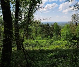 Teutoburger Wald in Brochterbeck