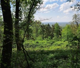 Teutoburger Wald in Brochterbeck