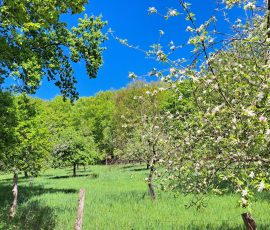 Apfelwiese in Brochterbeck