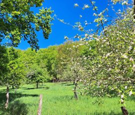 Apfelwiese in Brochterbeck