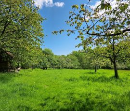 Apfelwiese in Brochterbeck