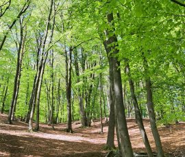 Teutoburger Wald in Brochterbeck