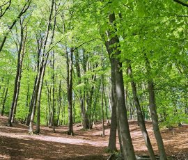 Teutoburger Wald in Brochterbeck