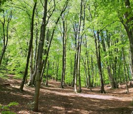 Teutoburger Wald in Brochterbeck