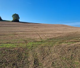 Dast in Brochterbeck