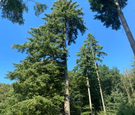 Teutoburger Wald in Brochterbeck