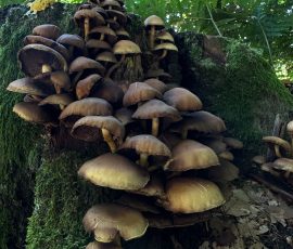 Teutoburger Forest