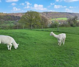 Die Dast in Brochterbeck